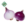 wholesale China fresh big onion